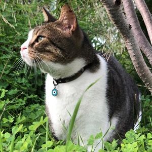 Evil eye protective pet collar charm